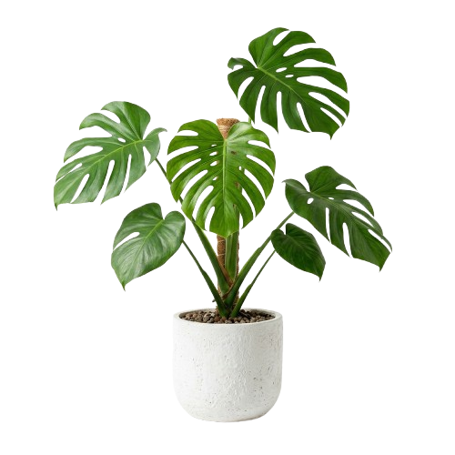 Monstera plant accent